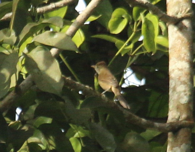 Толстоклювая камышевка - ML647224053