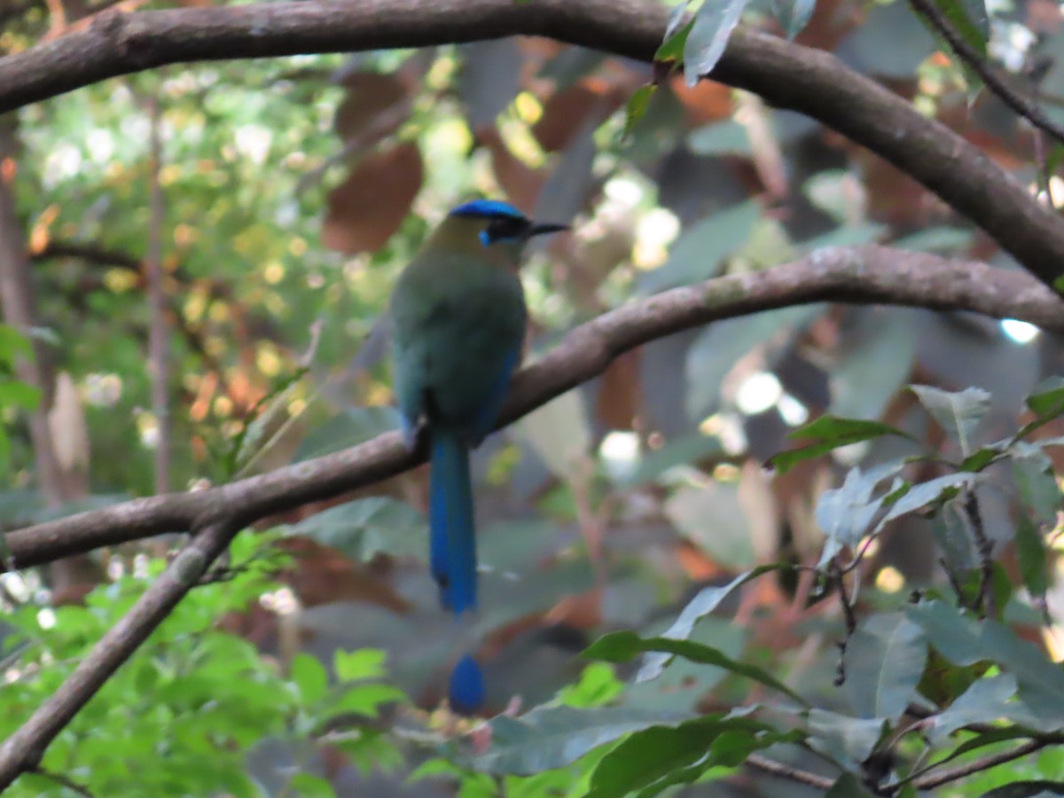 Lesson's Motmot - ML647224063