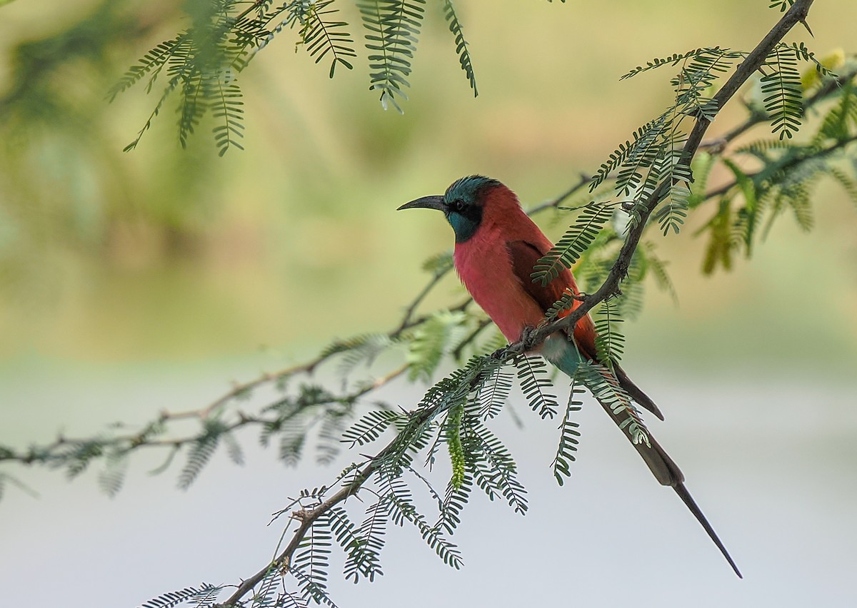 שרקרק ורוד - ML647224070