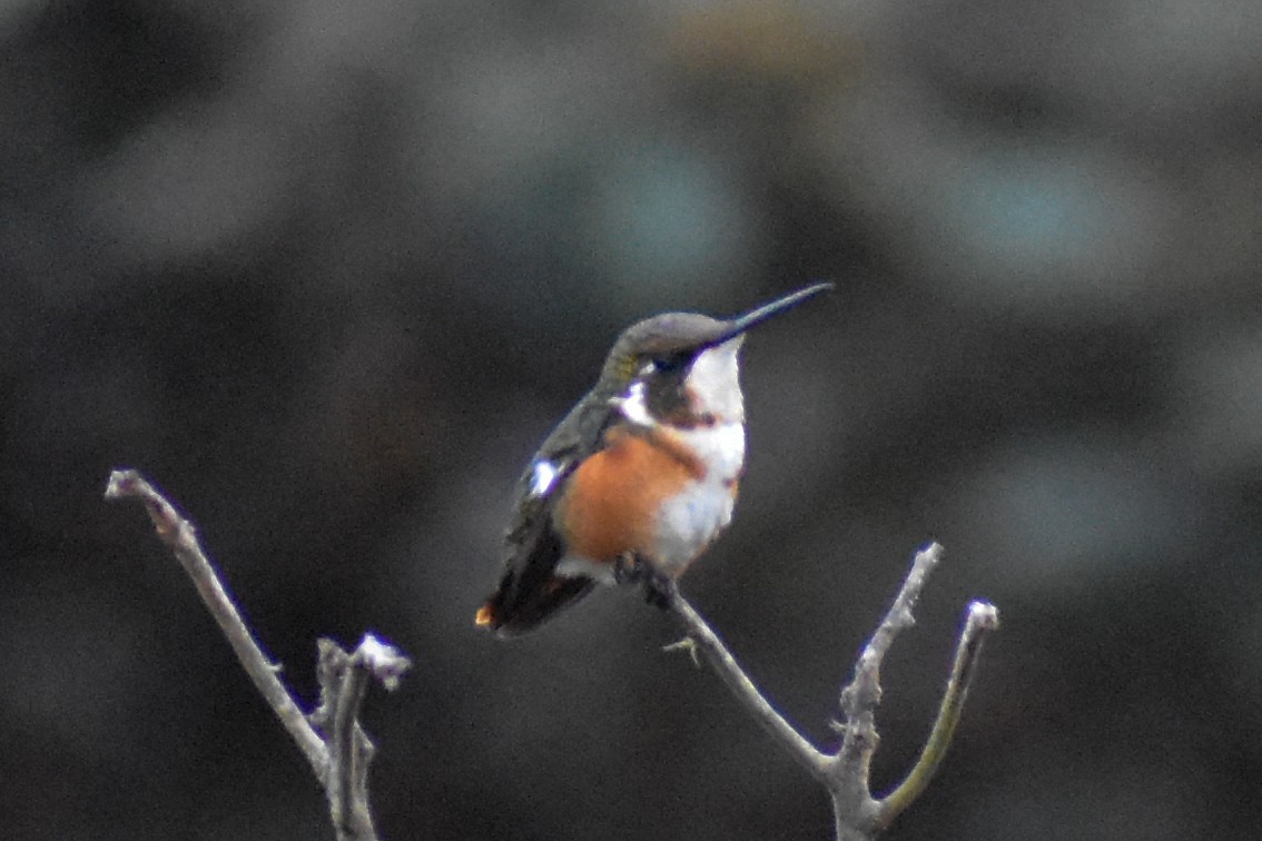 hvitbukkolibri - ML647224072