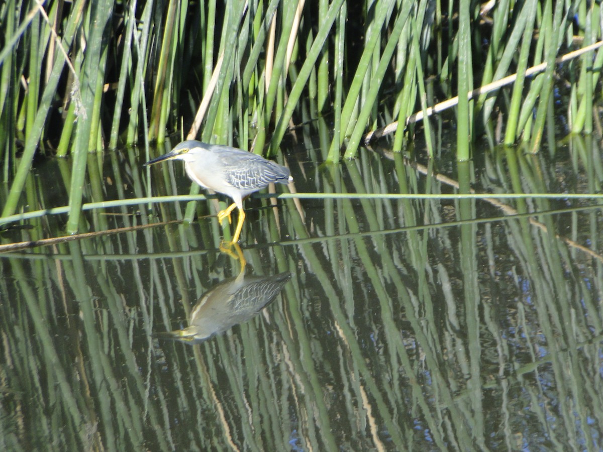 Striated Heron - ML647224078