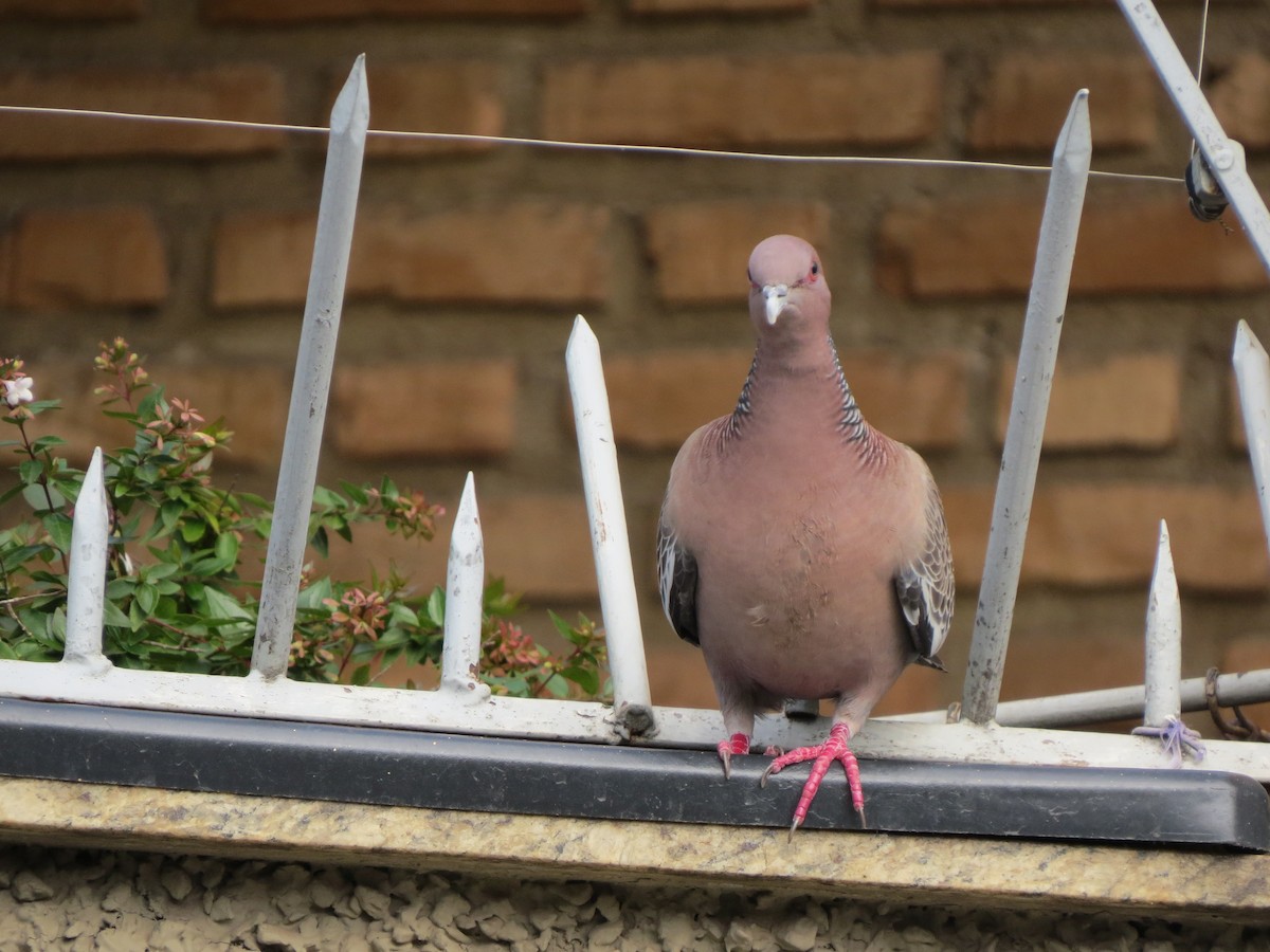 アカメバト - ML647224105