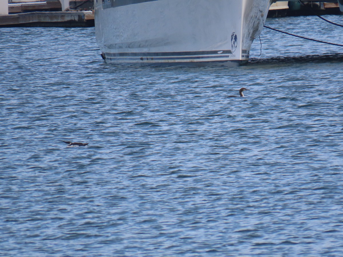 Trottellumme - ML647224125