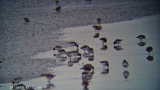 Dunlin - ML647224127