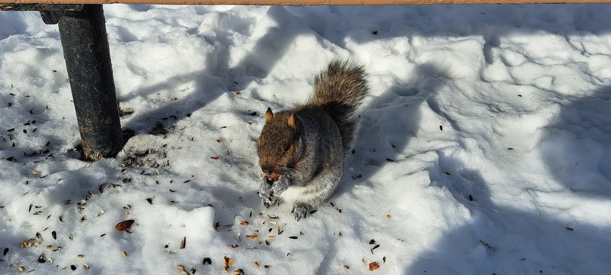 Eastern Gray Squirrel - ML647224165