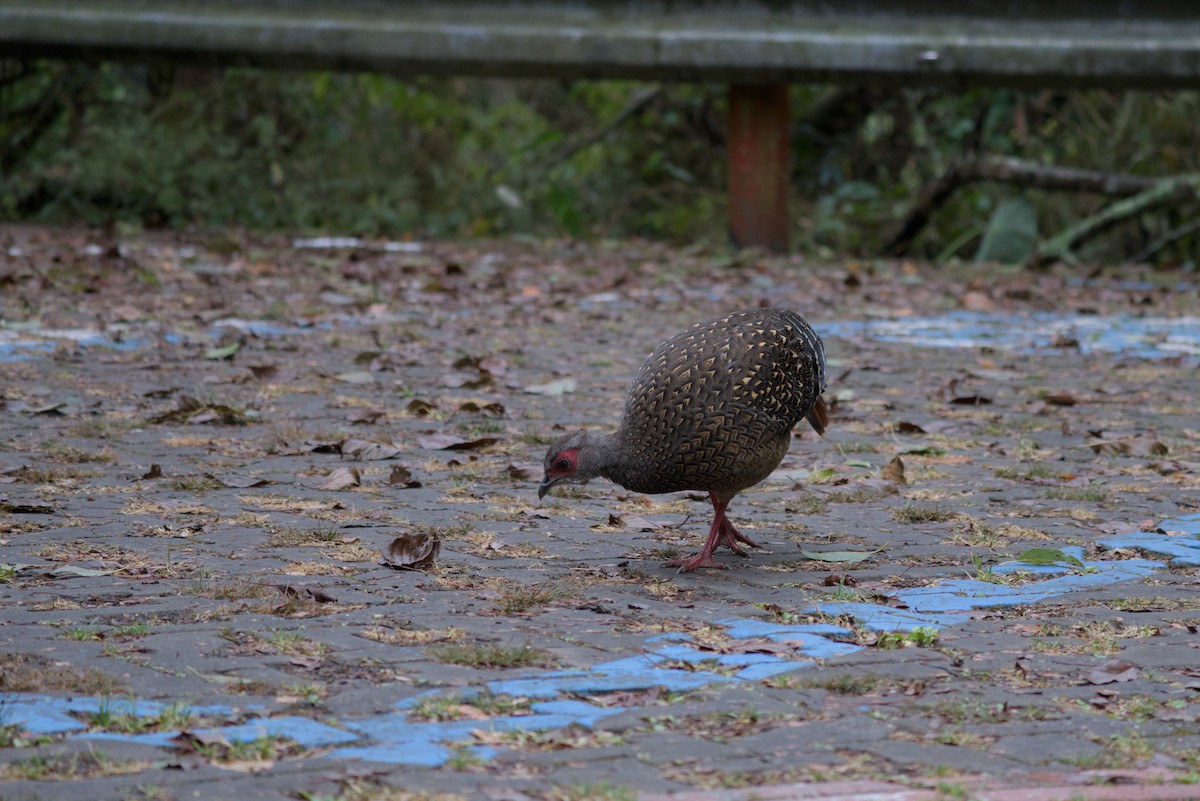 Swinhoe's Pheasant - ML647224174