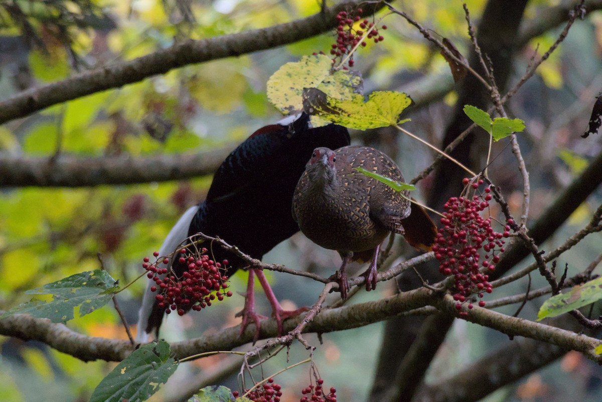Swinhoe's Pheasant - ML647224175