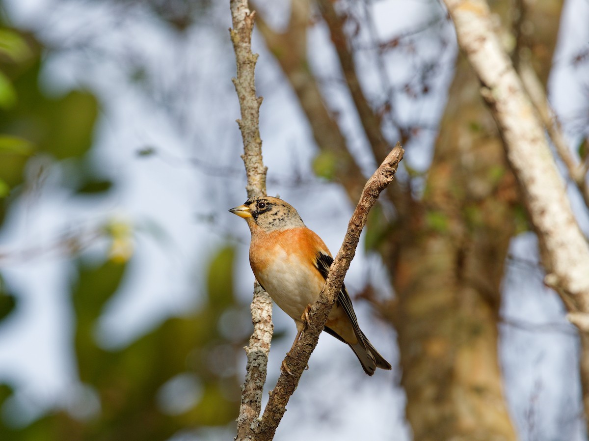 Brambling - ML647224177