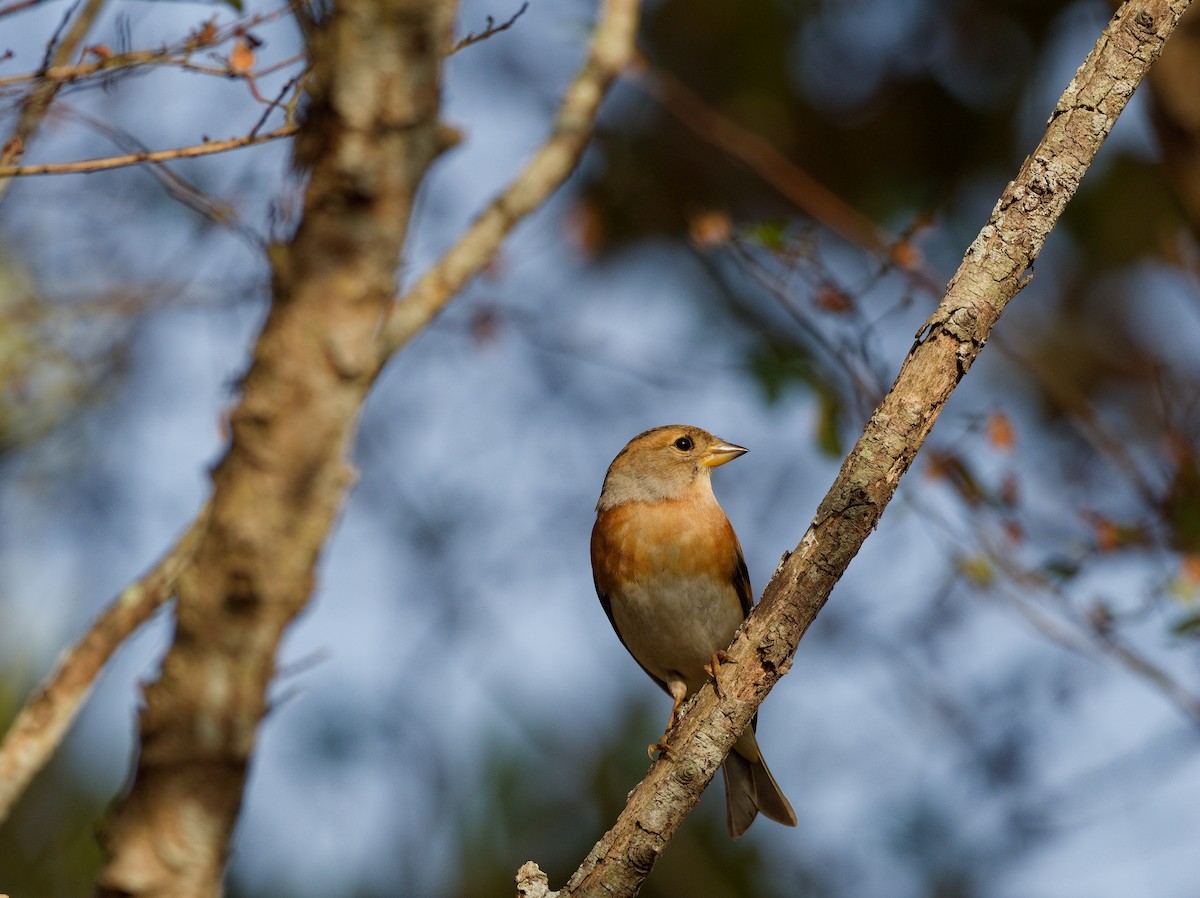 Brambling - ML647224178