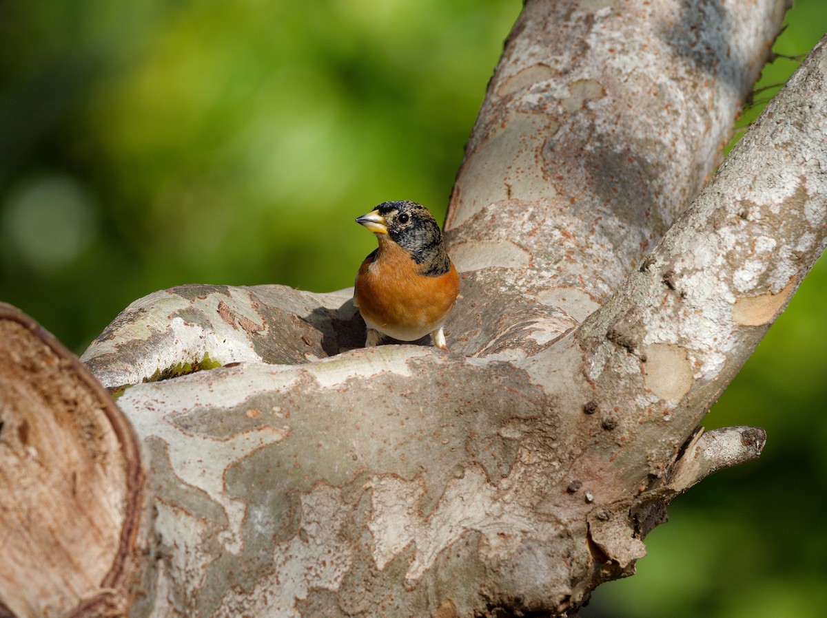 Brambling - ML647224180