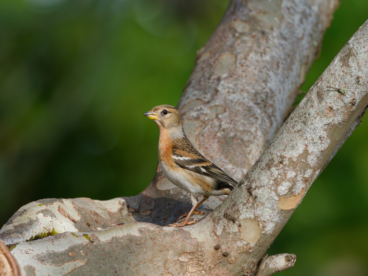 Brambling - ML647224181