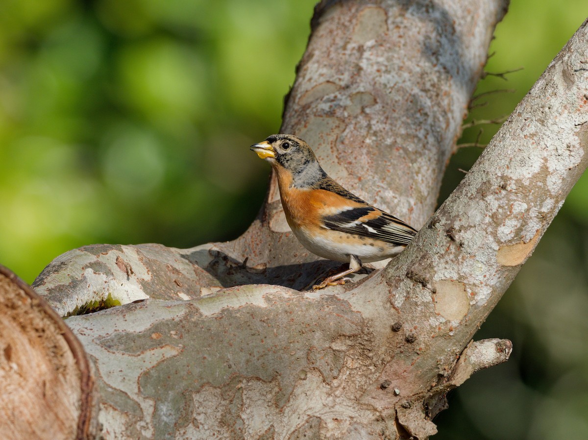 Brambling - ML647224182