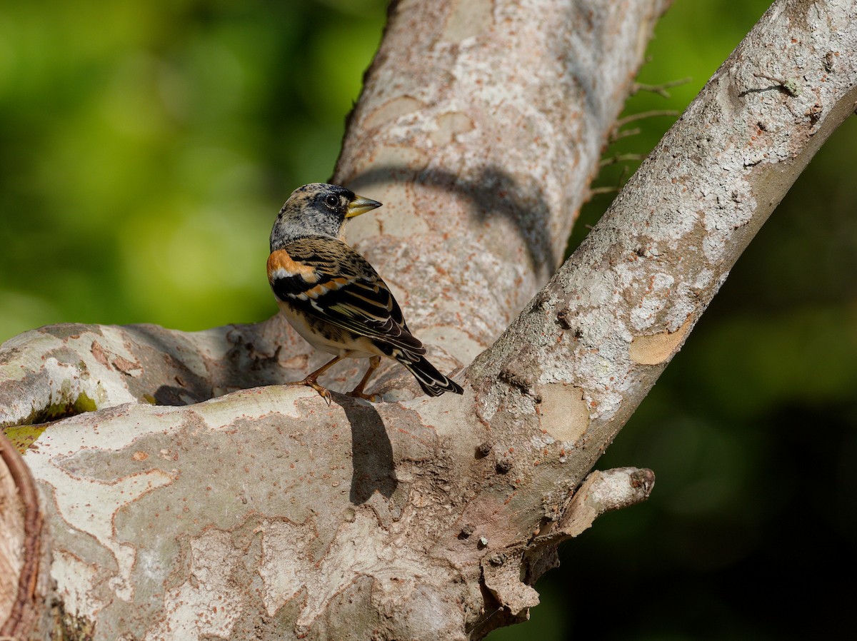 Brambling - ML647224183