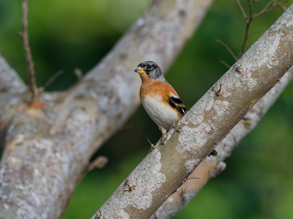 Brambling - ML647224184