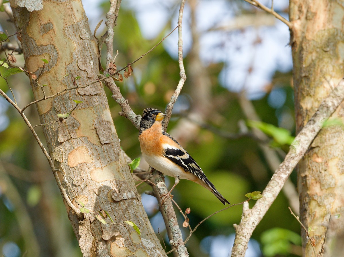 Brambling - ML647224185