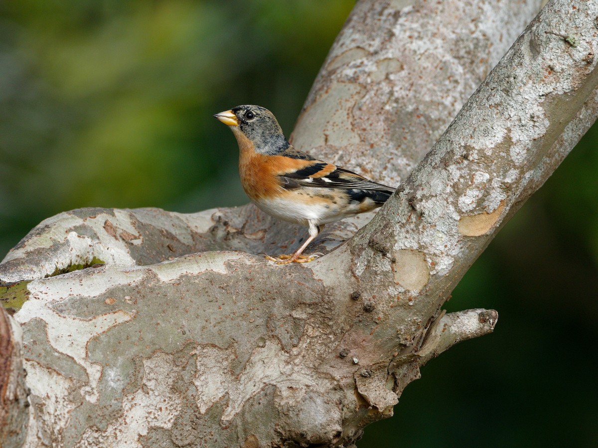 Brambling - ML647224186