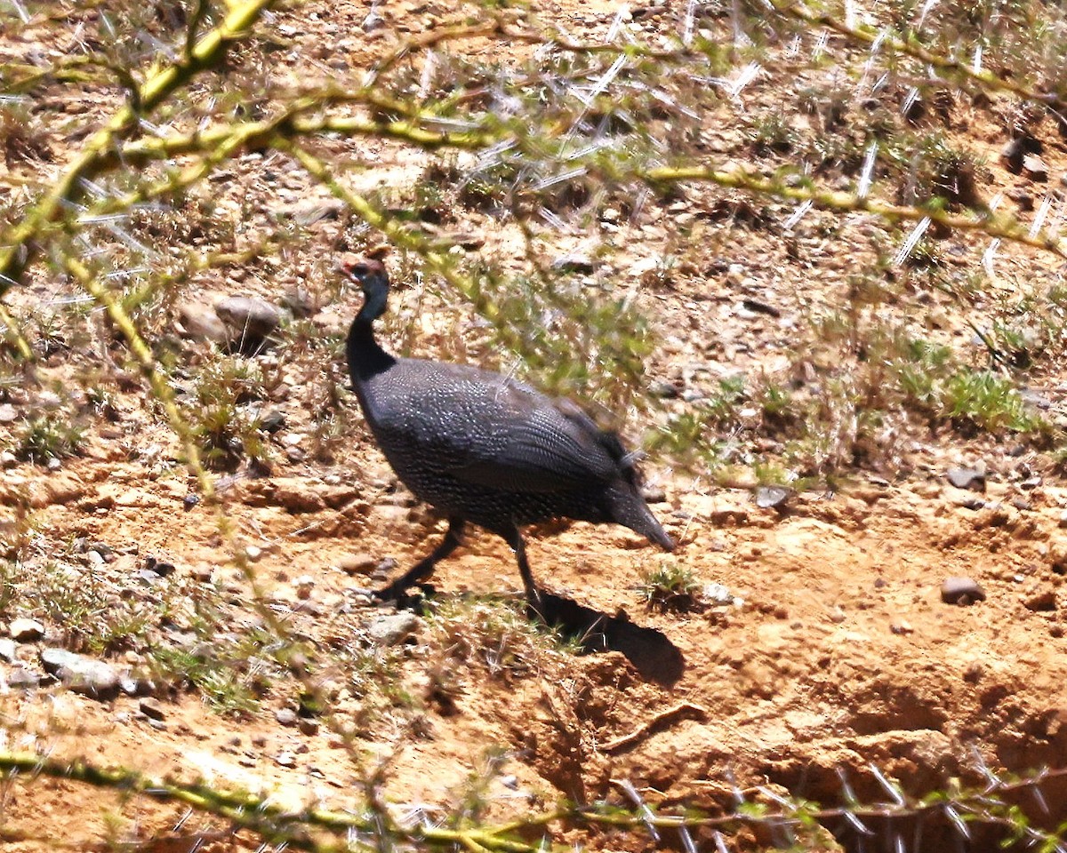Helmeted Guineafowl - ML647224189