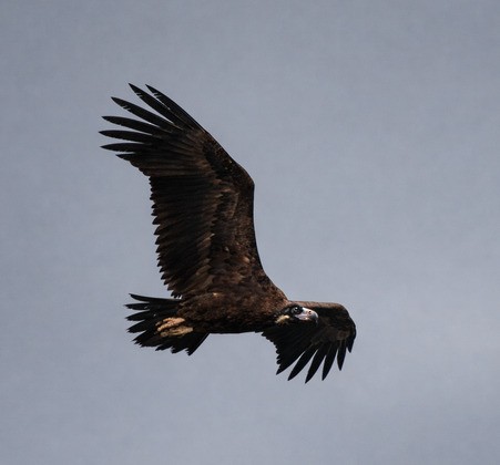 Cinereous Vulture - ML647224213
