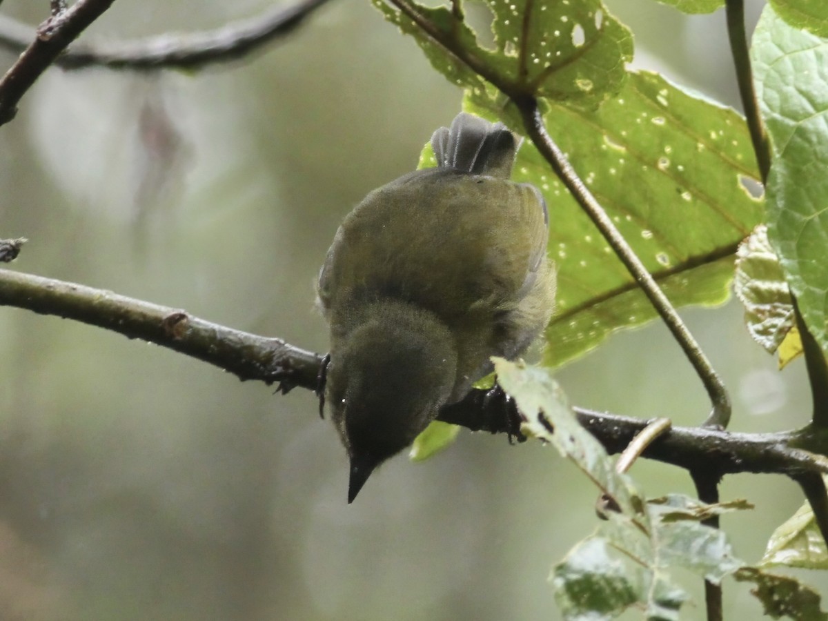 Dusky Chlorospingus - ML647224259