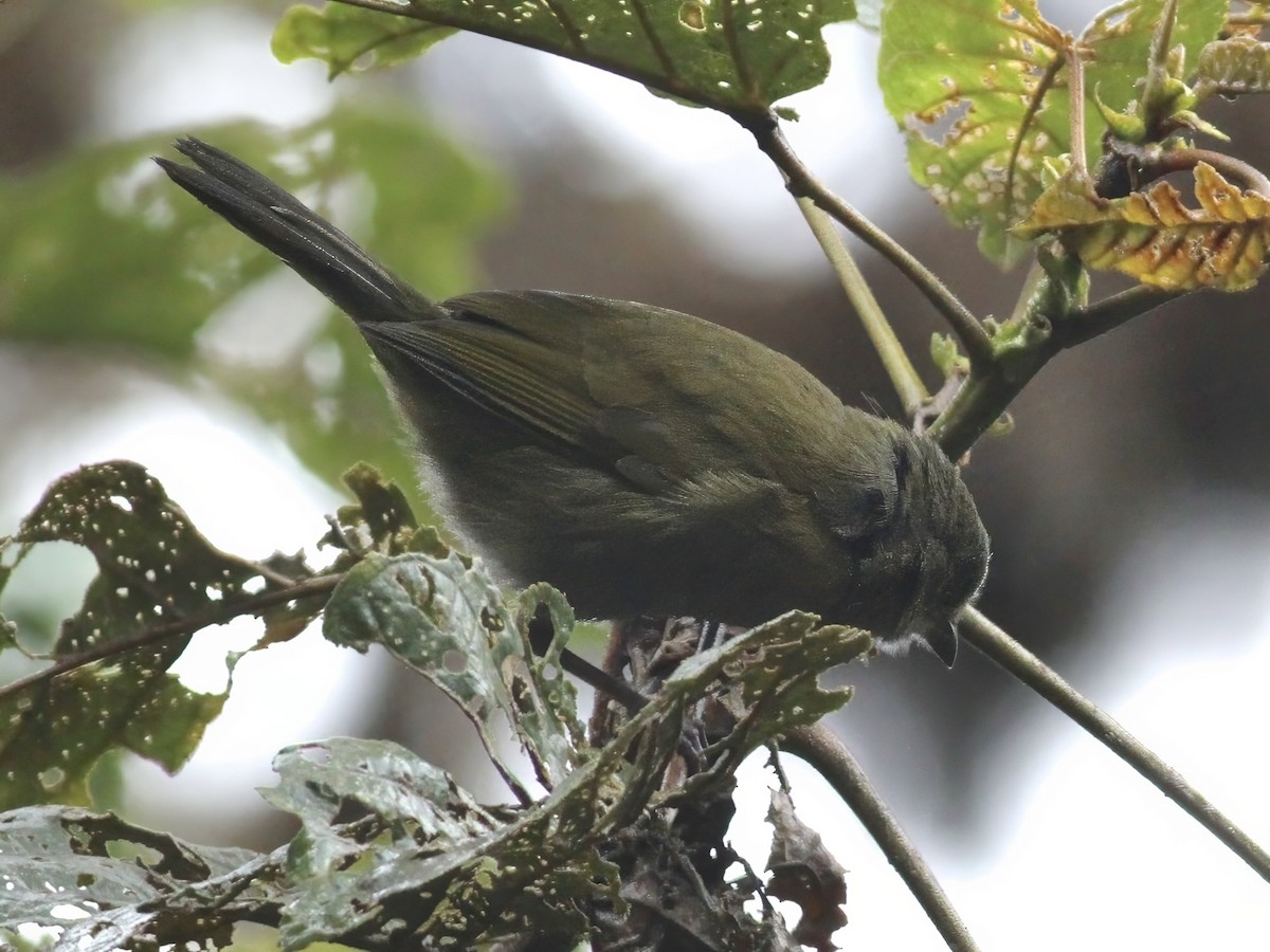 Dusky Chlorospingus - ML647224261