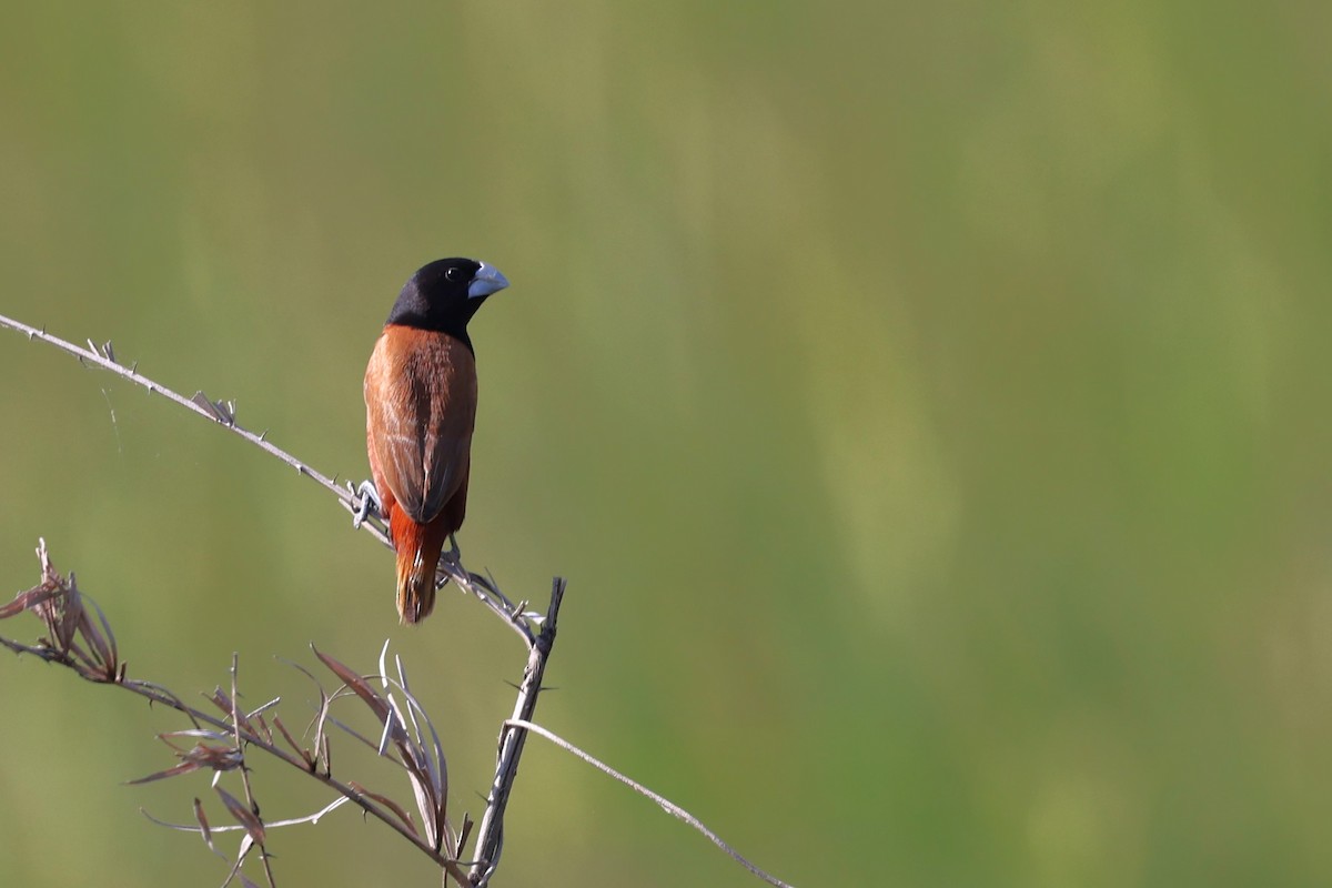 Chestnut Munia - ML647224268