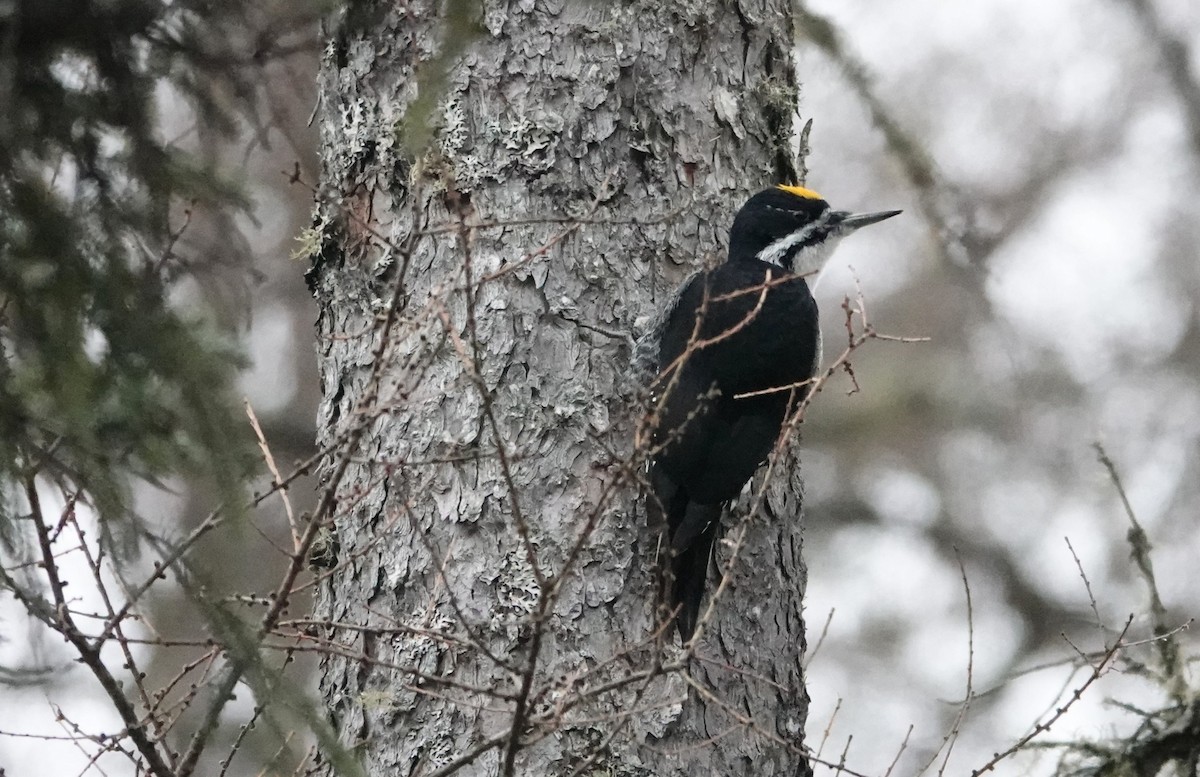 Black-backed Woodpecker - ML647224273
