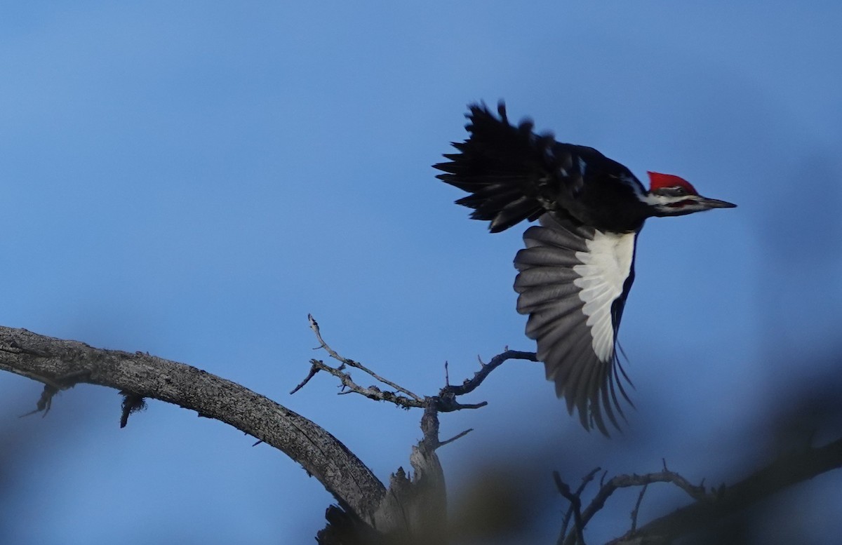 Жовна північна - ML647224299