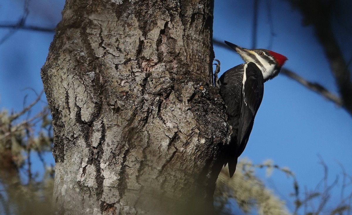Жовна північна - ML647224300