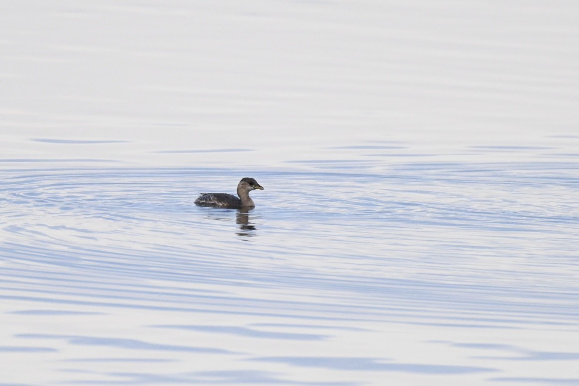 Little Grebe - ML647224304