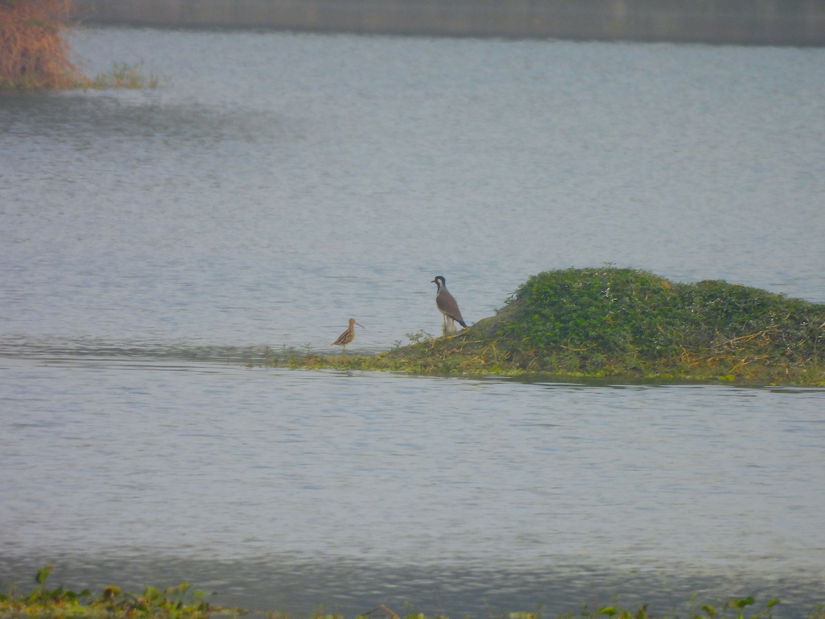 Common Snipe - ML647224305