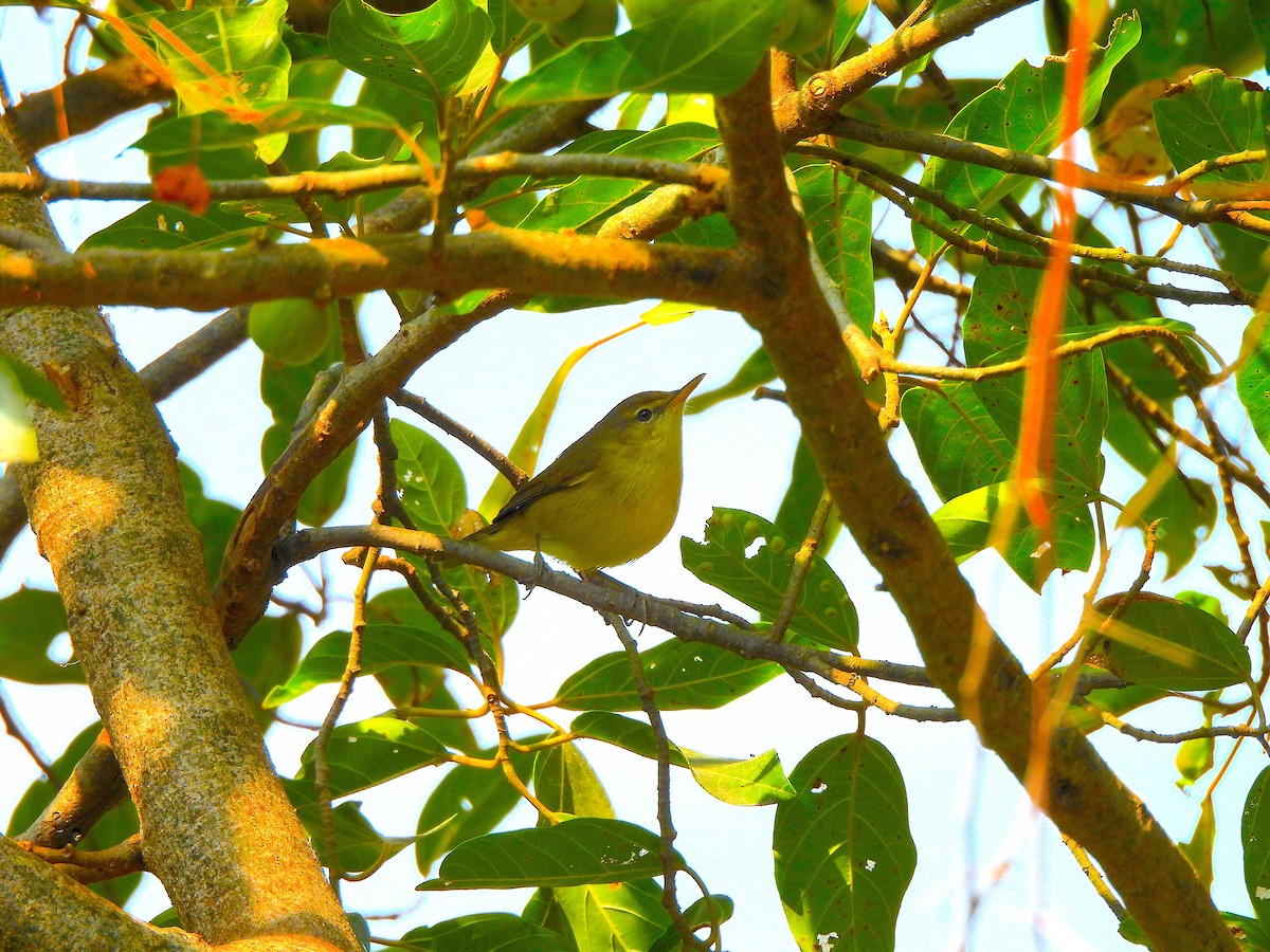 Tickell Çıvgını - ML647224315