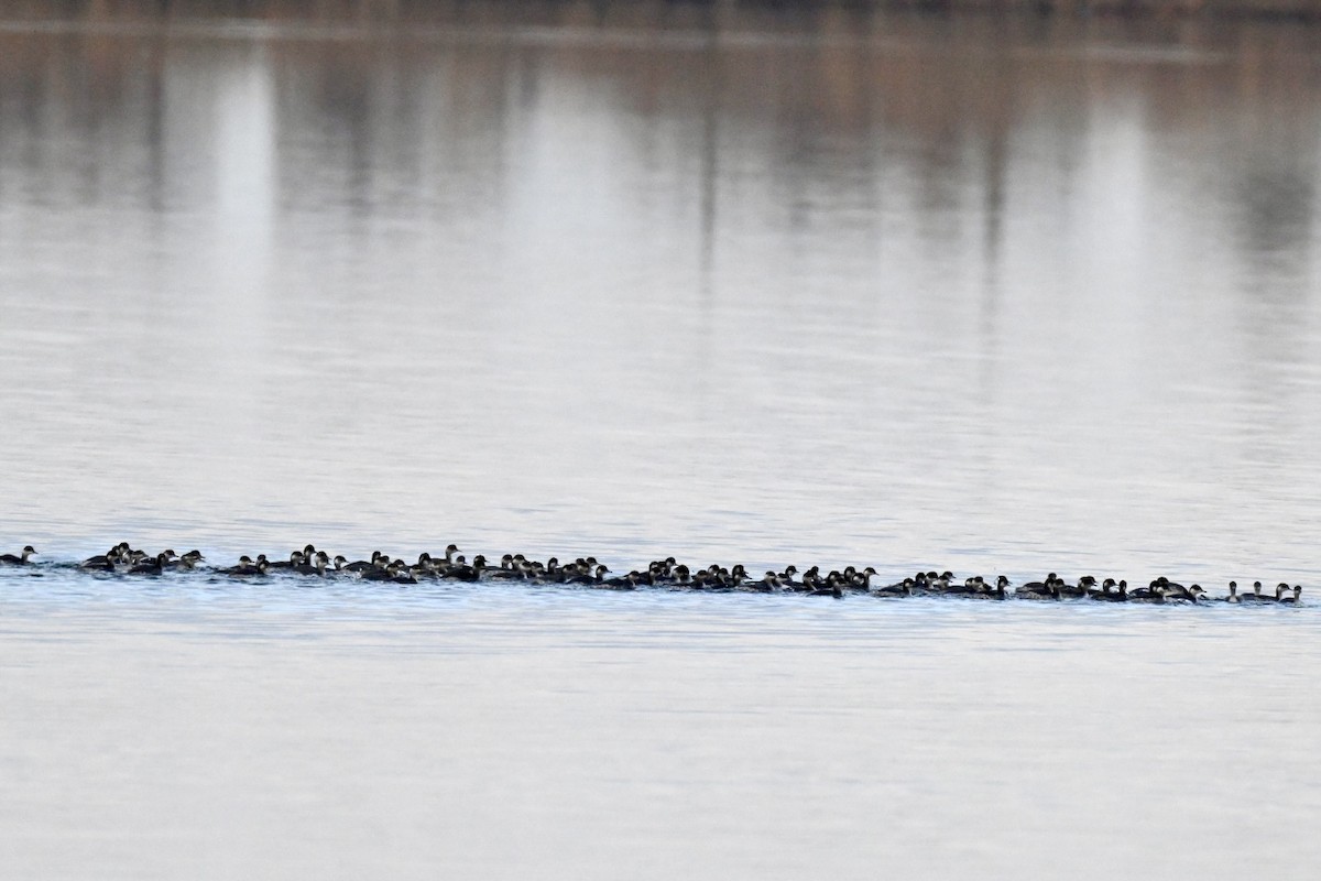 Grèbe à cou noir - ML647224317