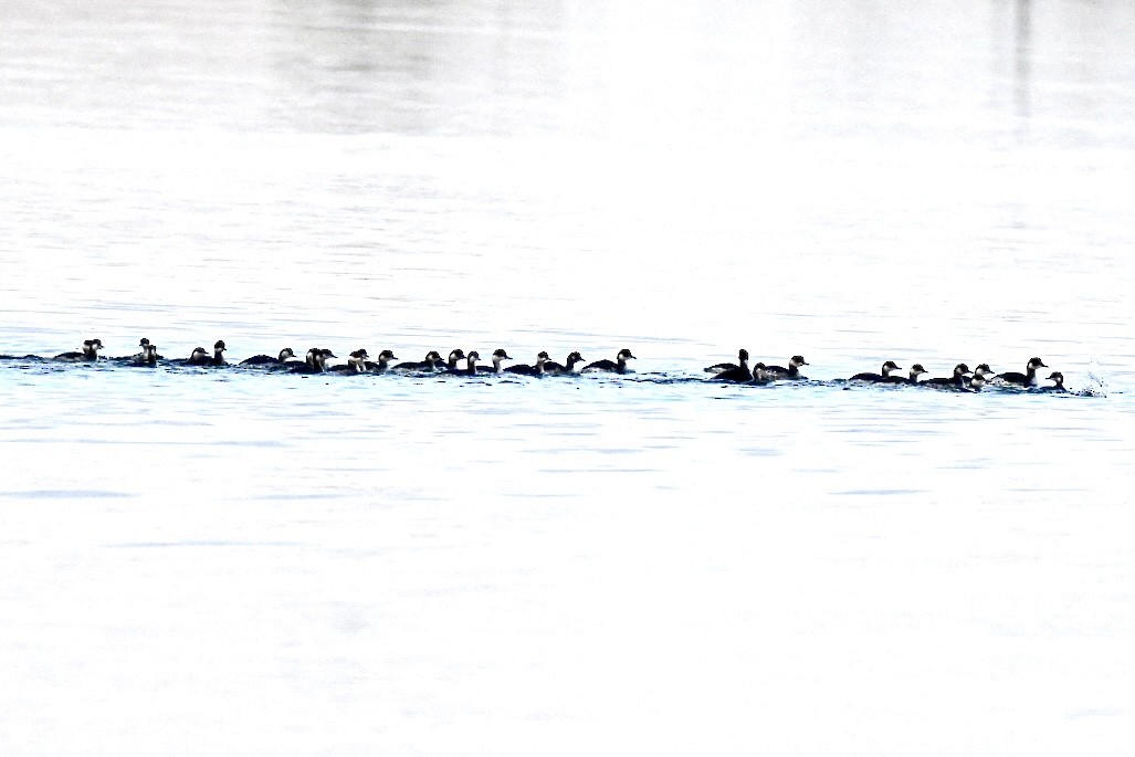 Grèbe à cou noir - ML647224318