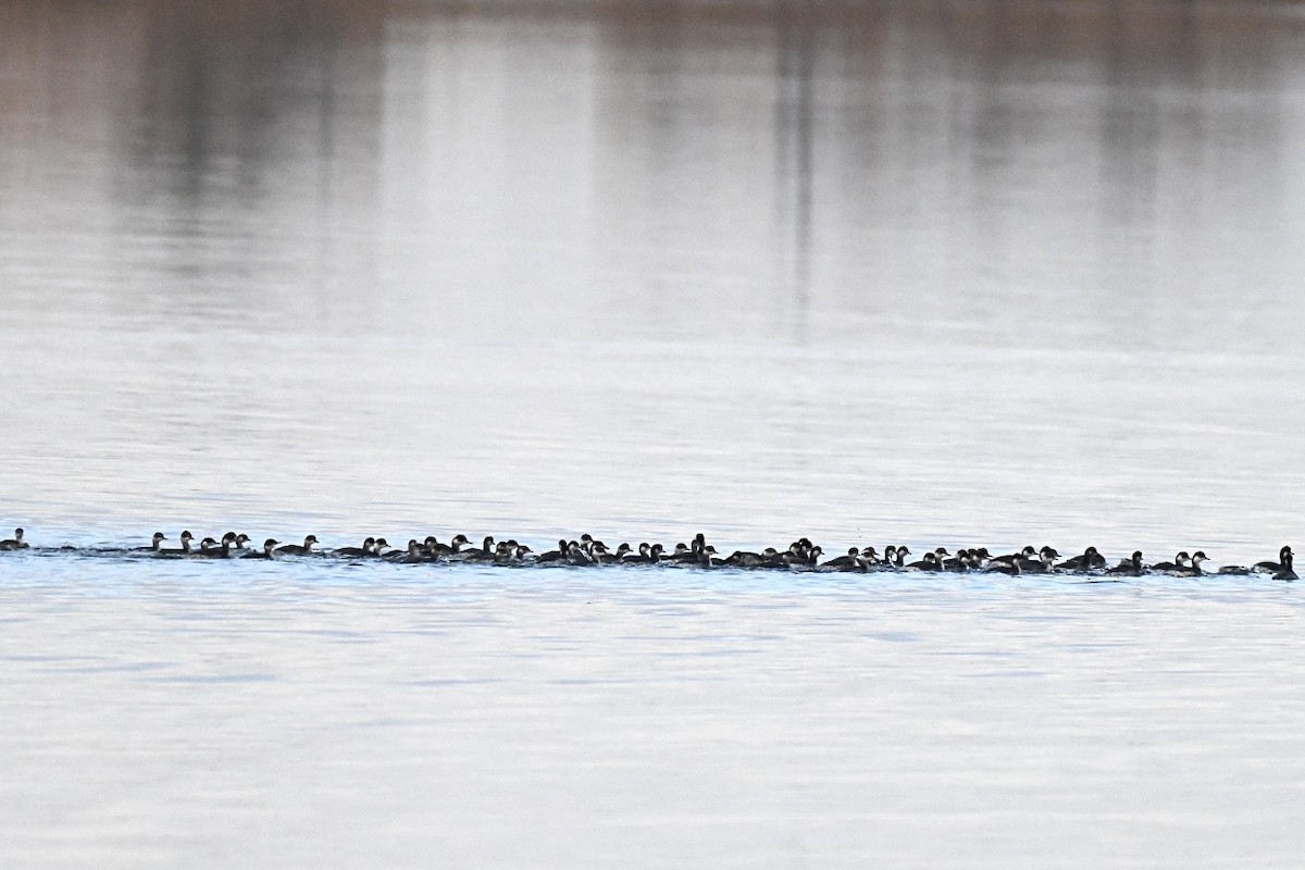 Grèbe à cou noir - ML647224319