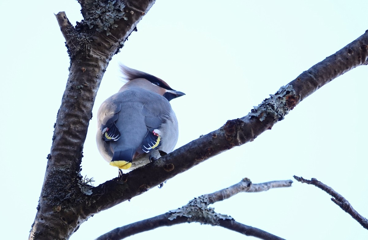 Buztanori boreala - ML647224340