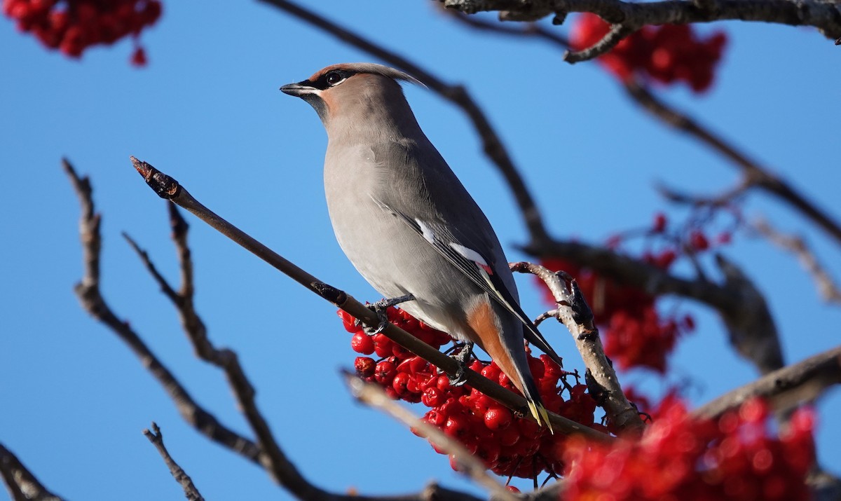 Buztanori boreala - ML647224343