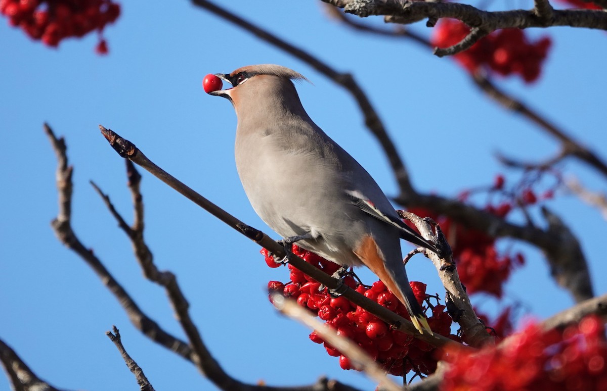 Buztanori boreala - ML647224345