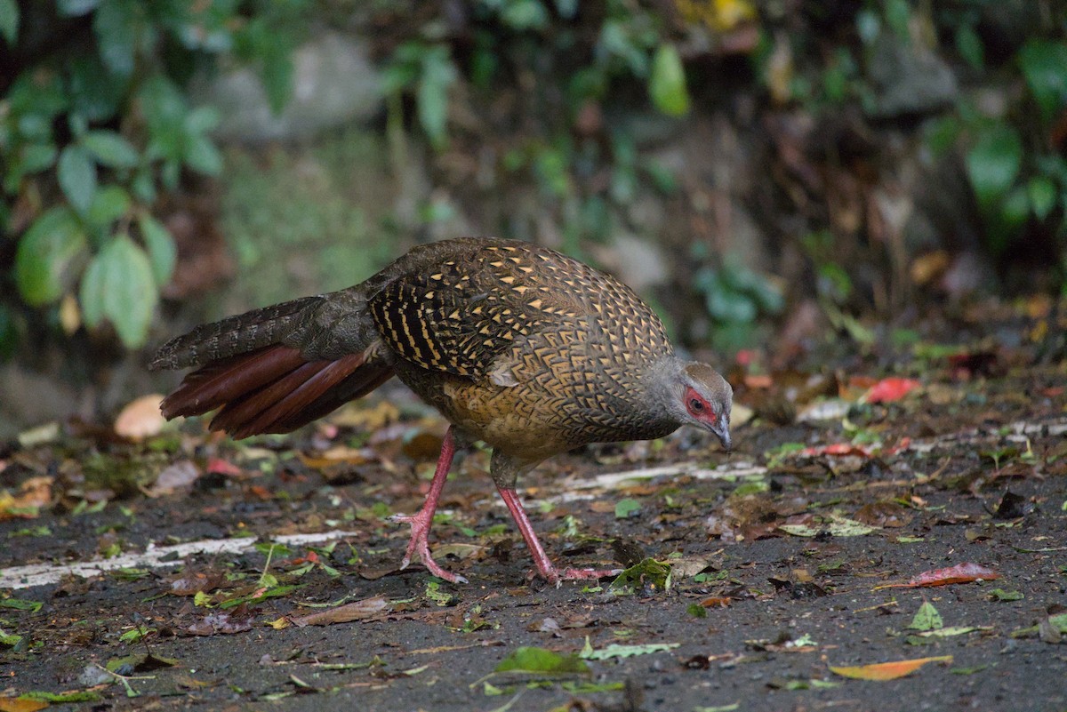 Swinhoe's Pheasant - ML647224350