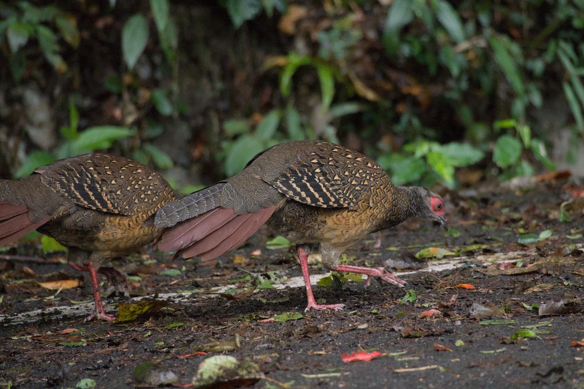 Swinhoe's Pheasant - ML647224351