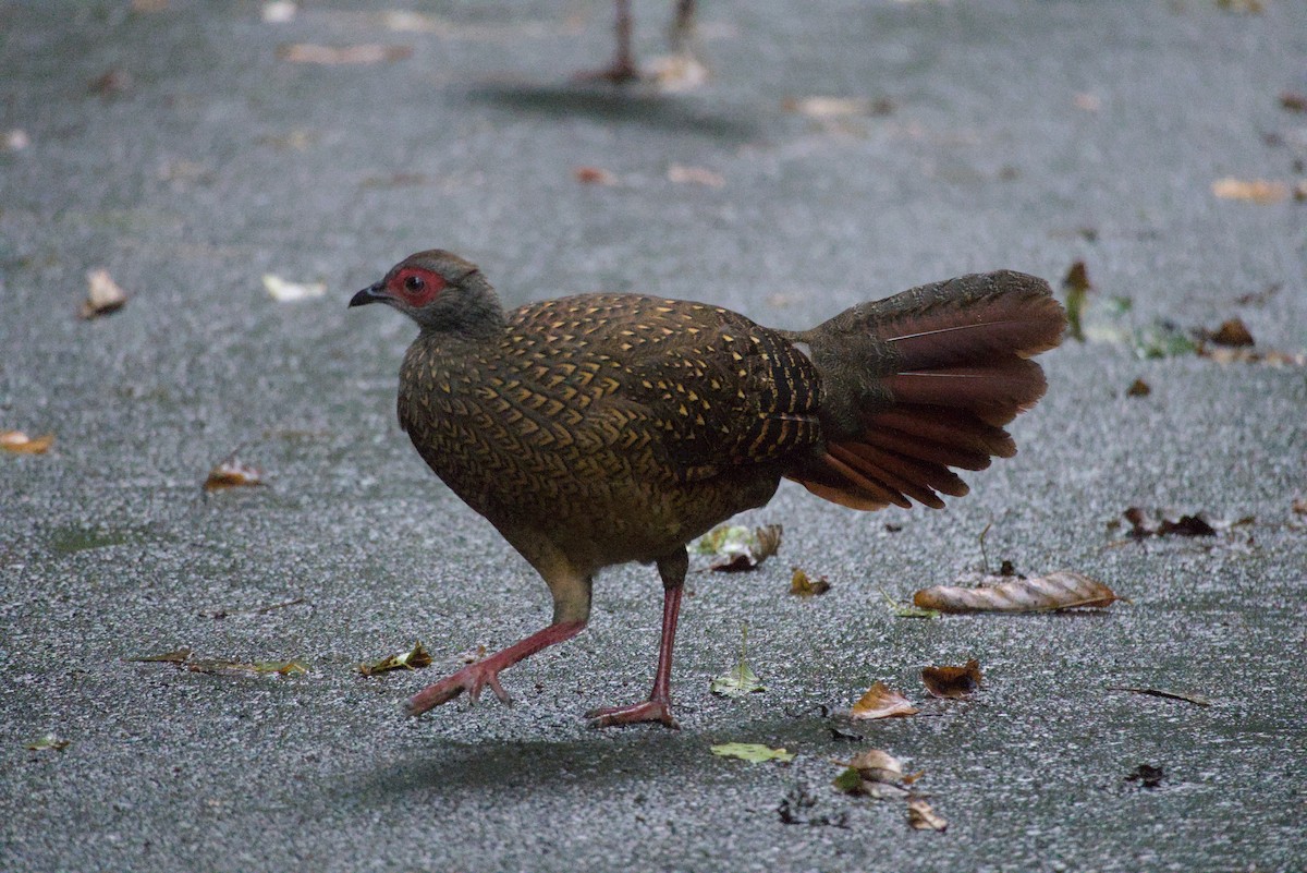 Swinhoe's Pheasant - ML647224352