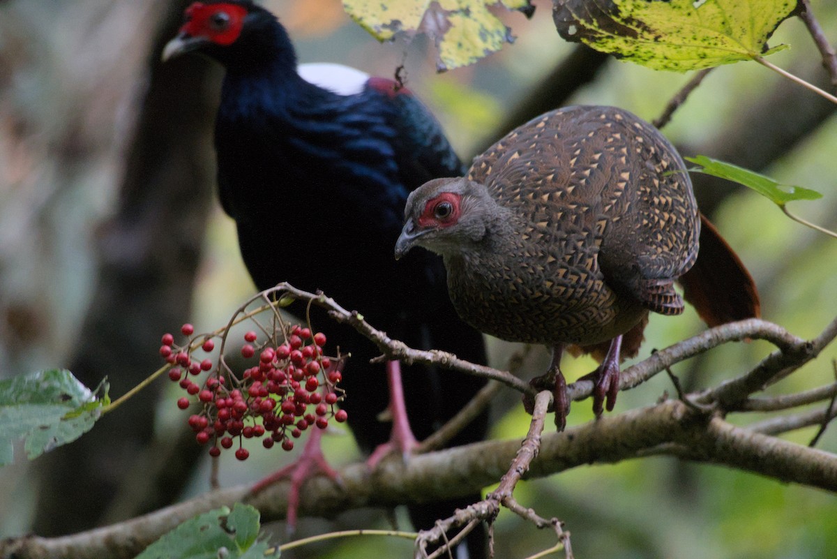 Swinhoe's Pheasant - ML647224353
