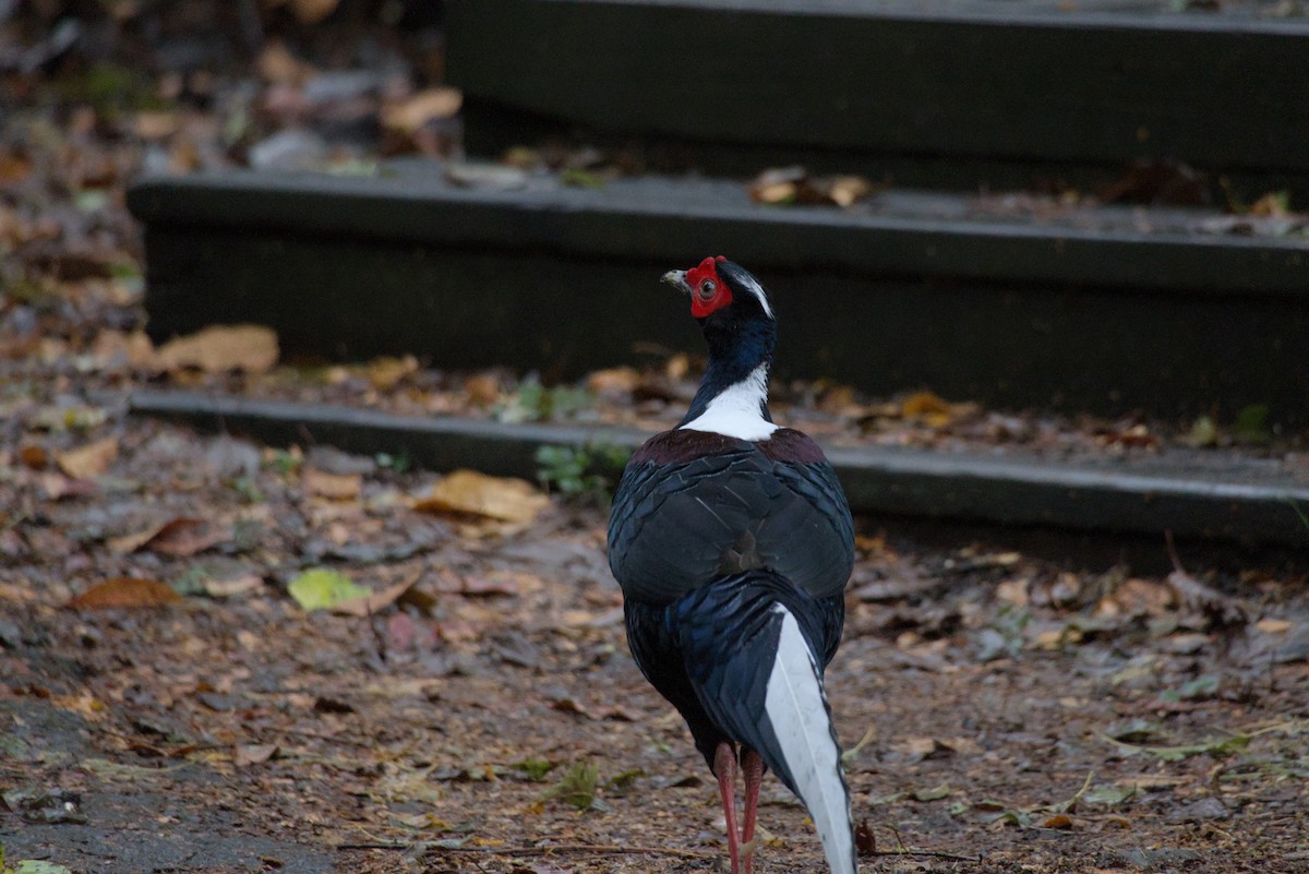 Swinhoe's Pheasant - ML647224354