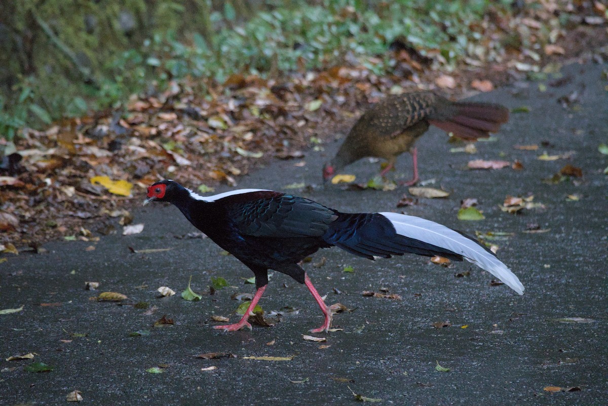 Swinhoe's Pheasant - ML647224355