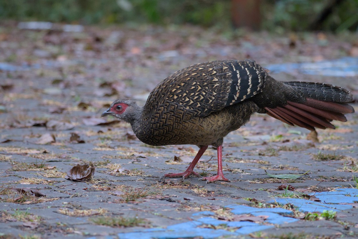 Swinhoe's Pheasant - ML647224356