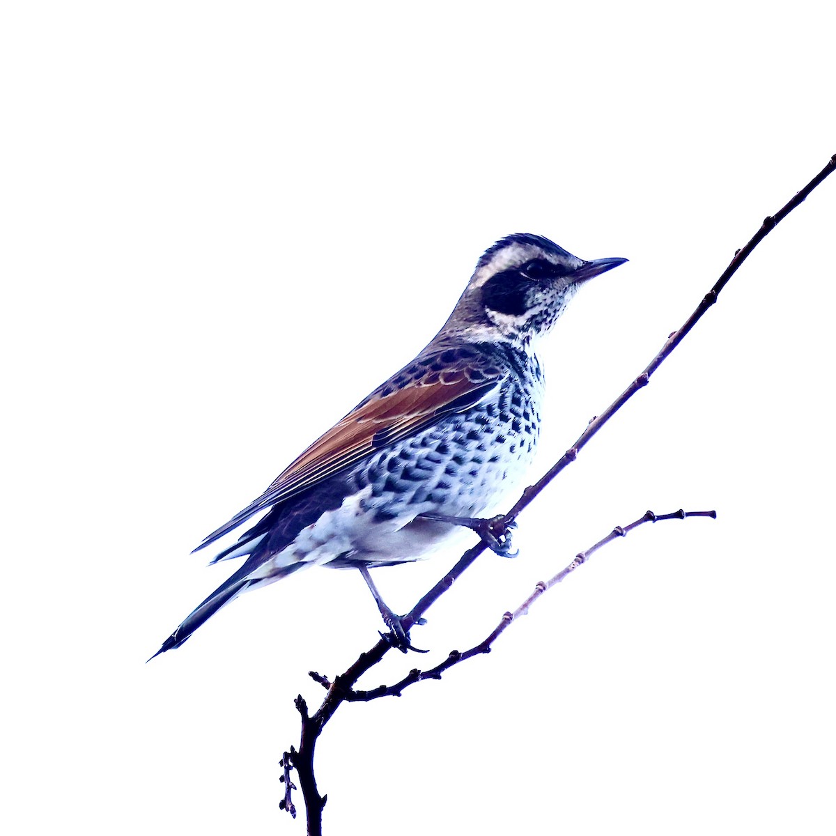 Dusky Thrush - ML647224362