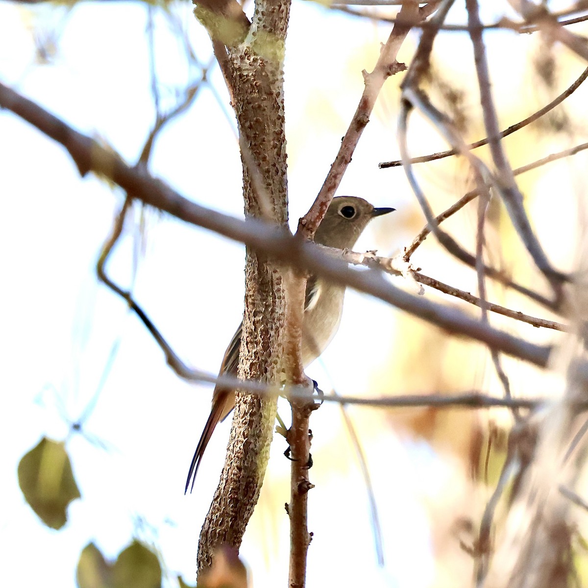 Daurian Redstart - ML647224372