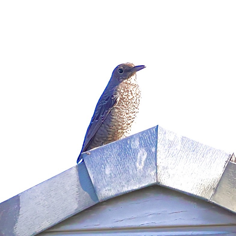 Blue Rock-Thrush - ML647224382