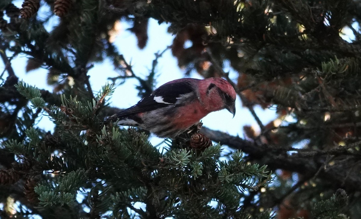 Шишкар білокрилий - ML647224383