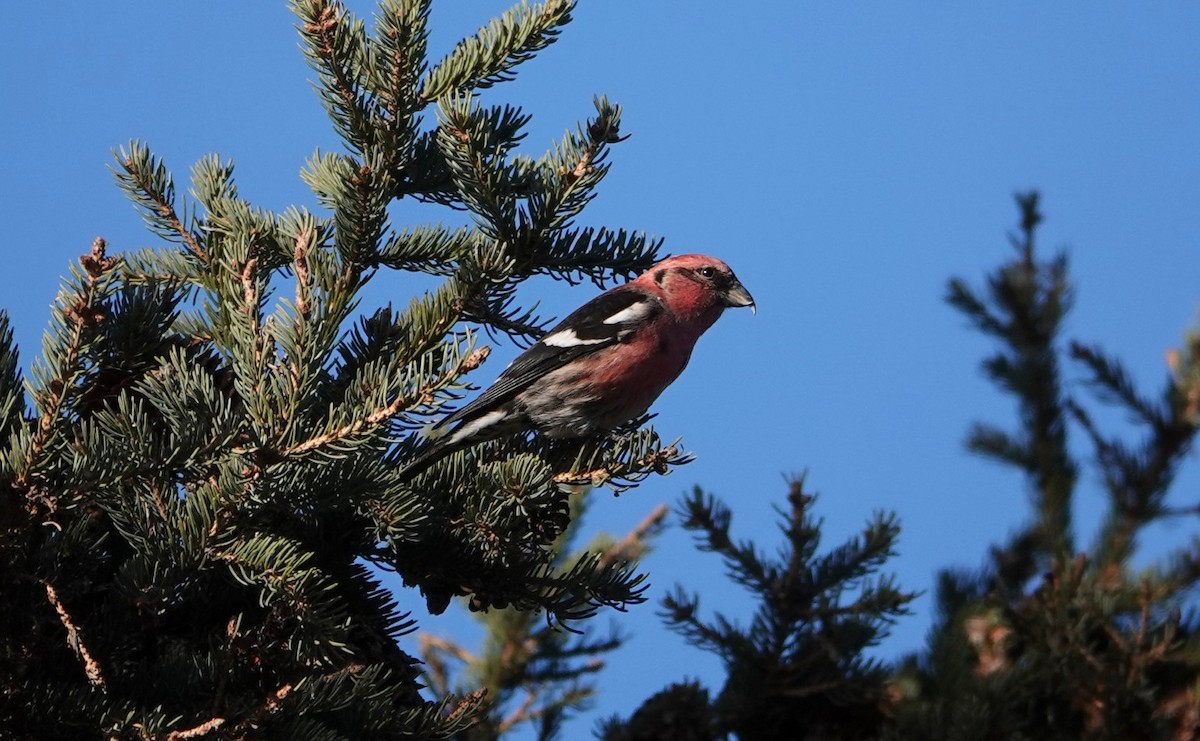 Шишкар білокрилий - ML647224384