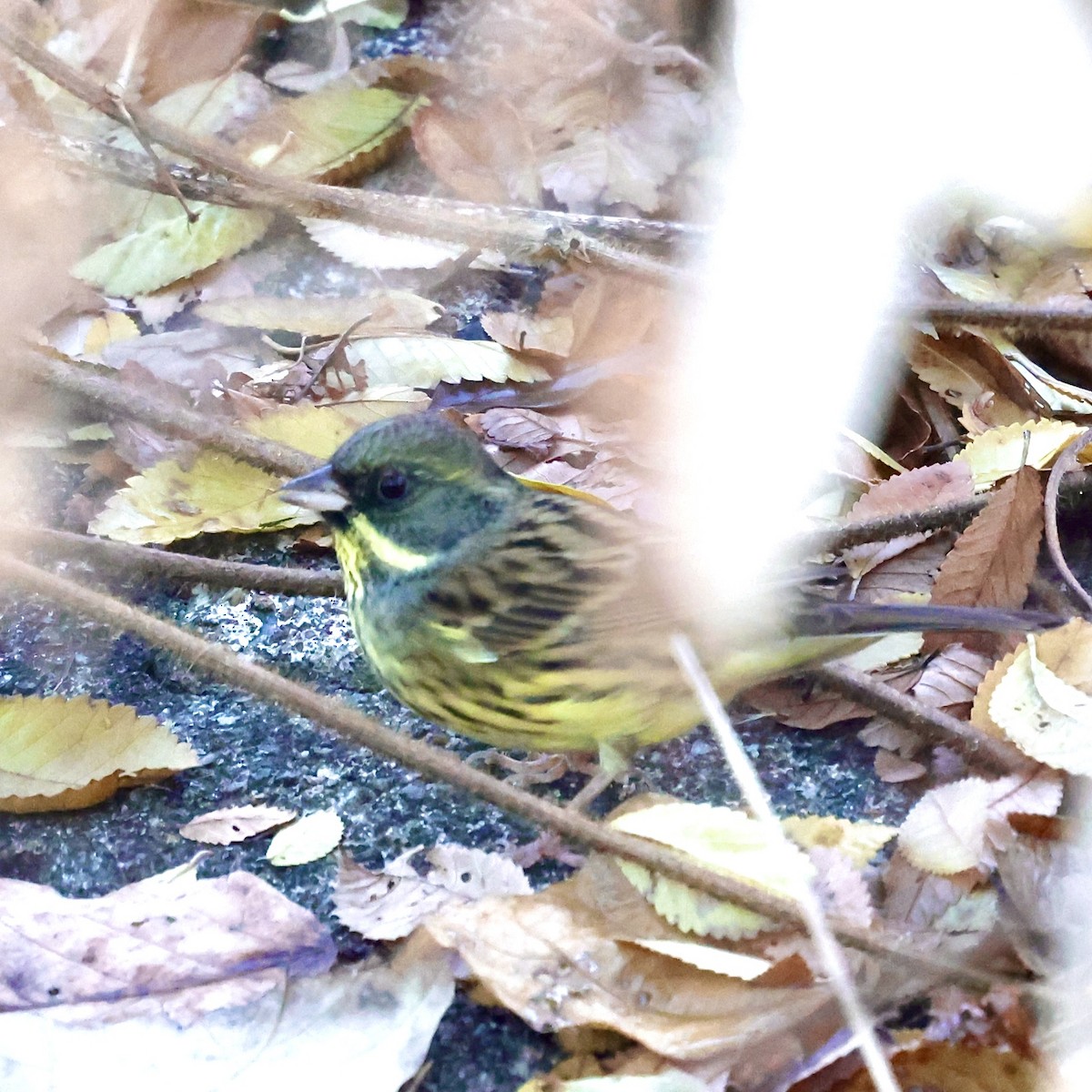 Masked Bunting - ML647224390